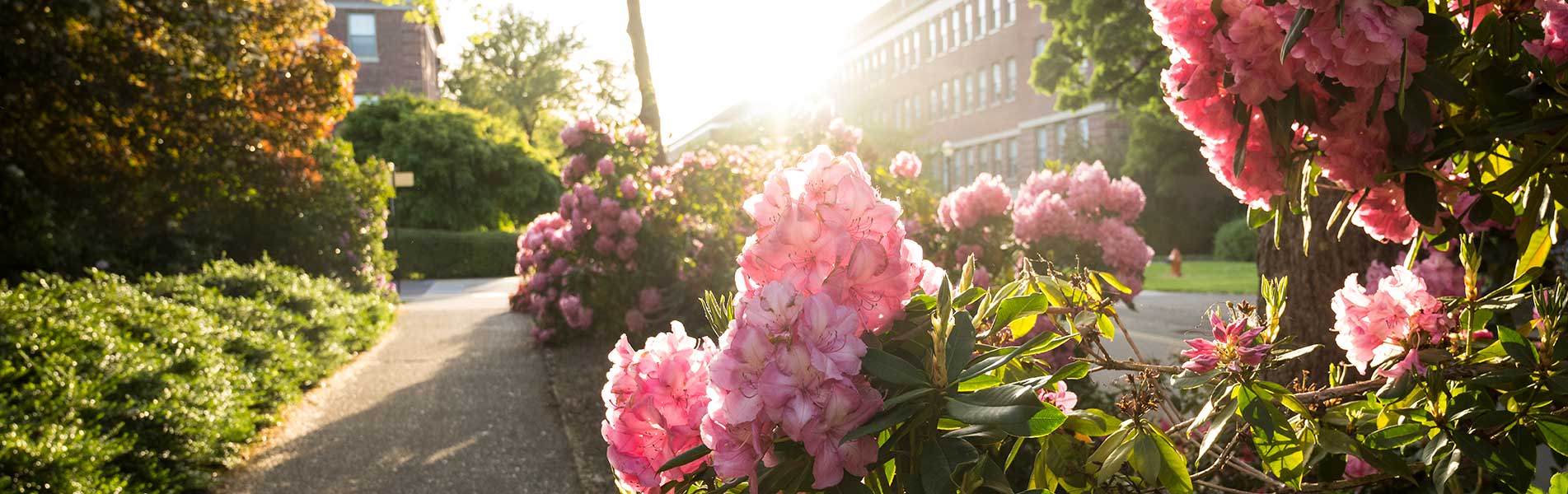 flowers outside 